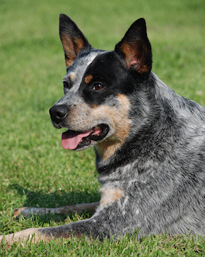 Angus_Uebersicht_B2_300